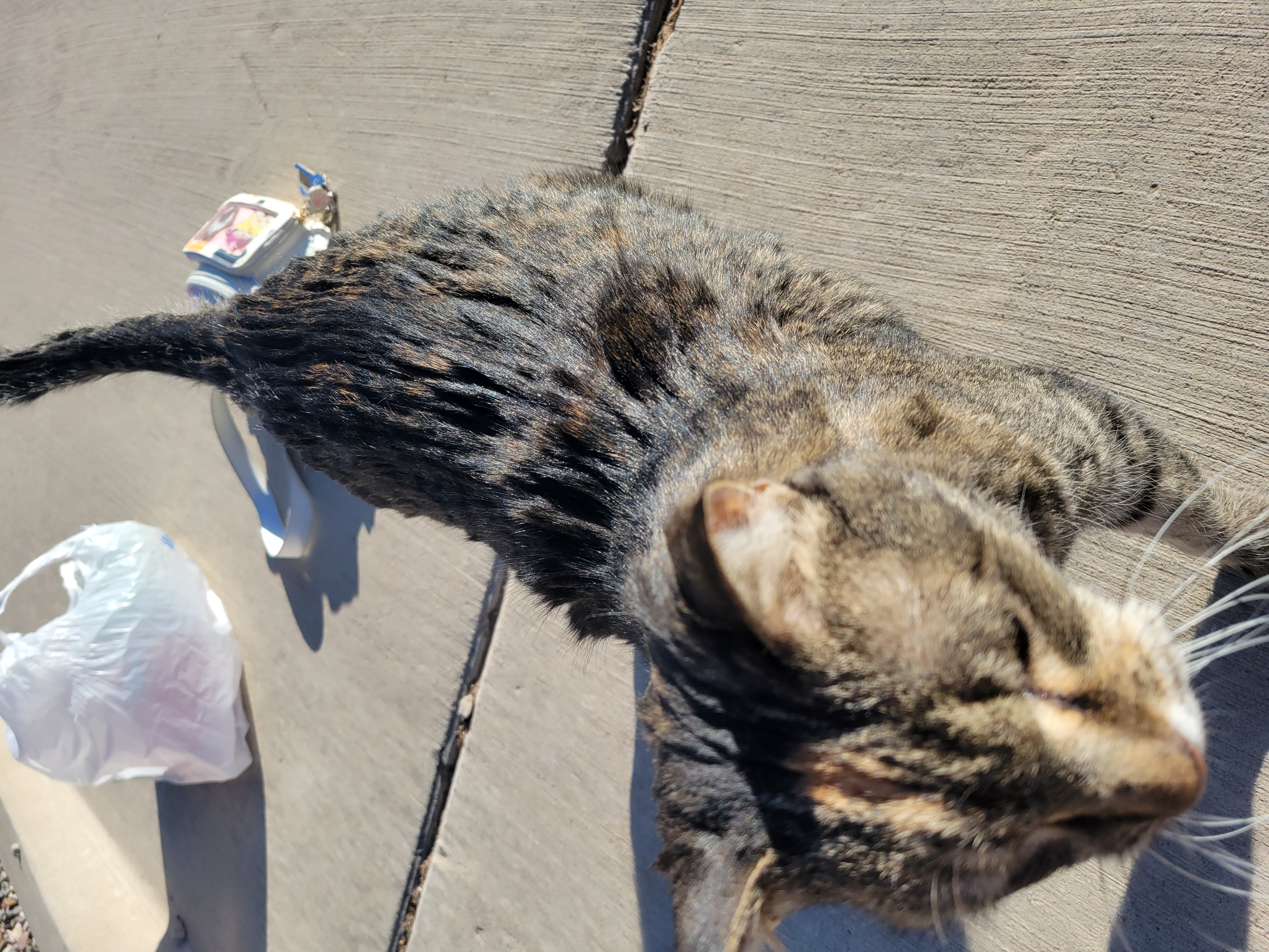 Brown and black cat comes for some attention with cat fanny and plastic bag in the background.